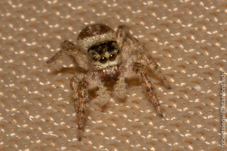 jumping spider